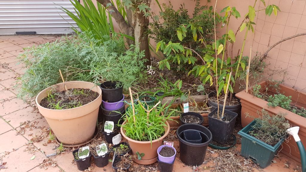 The rest of the plants