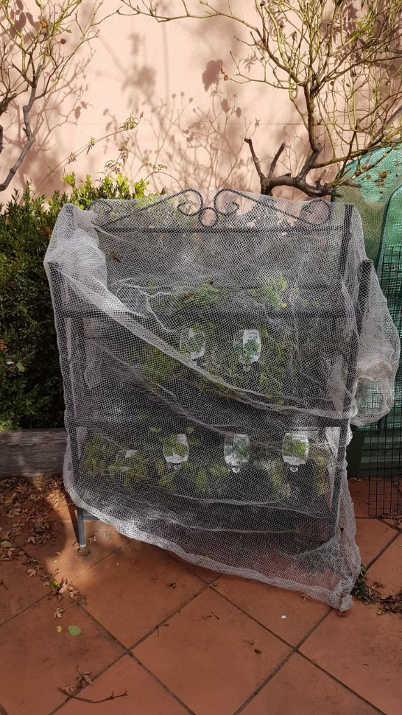 My garden