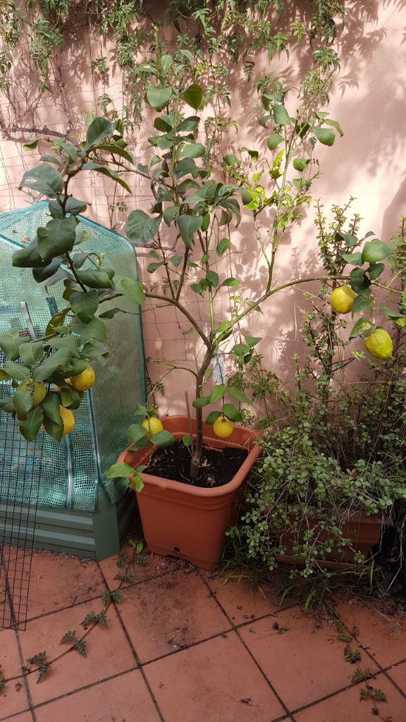 Lemon Tree