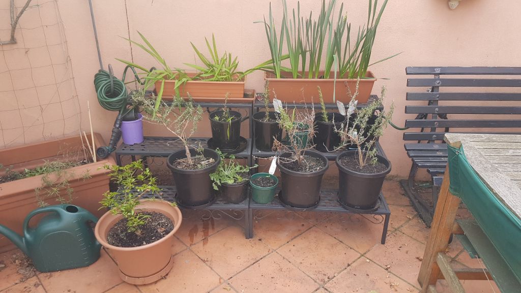My garden