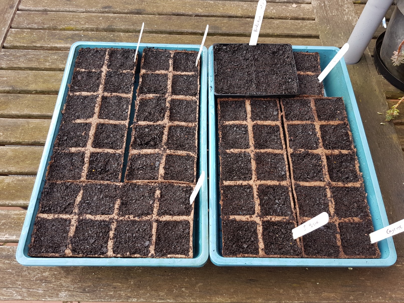 Seeds planted
