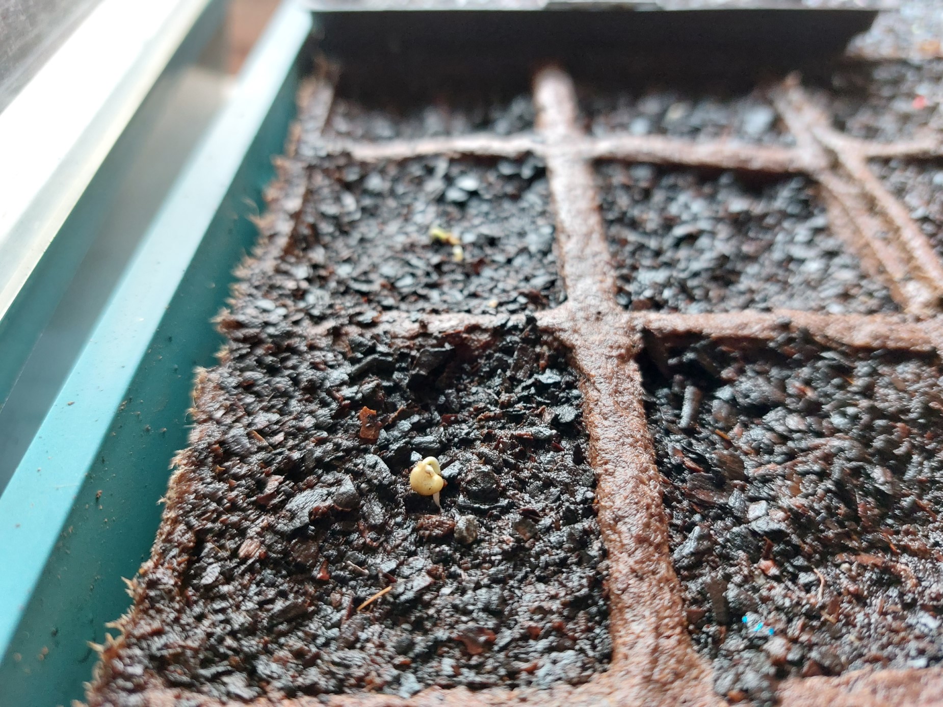Smallest of sprouts