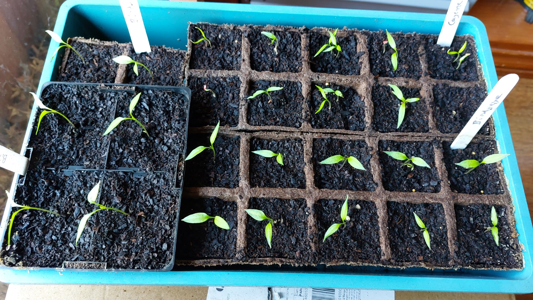 Chilli seedlings