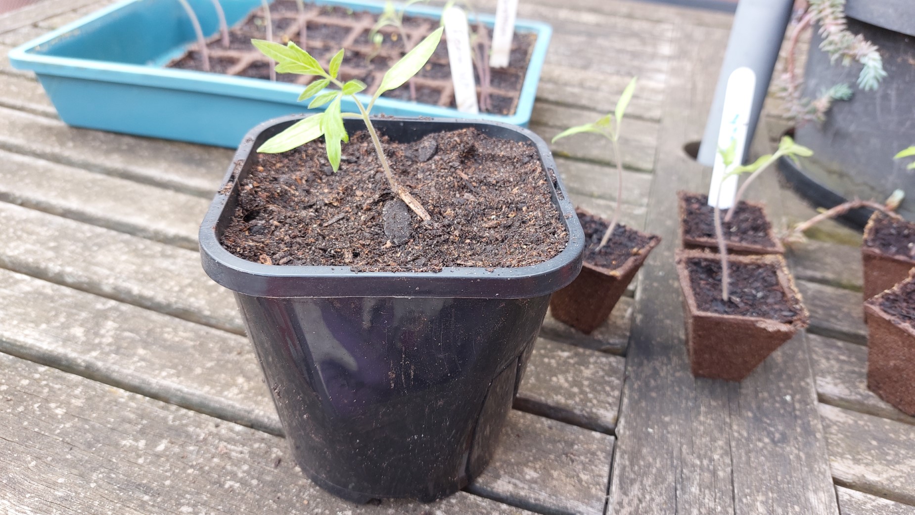 Potting up the rest