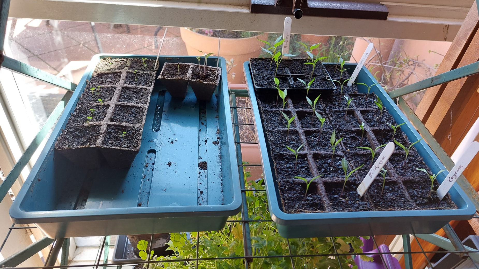 Seedlings on the first middle shelf