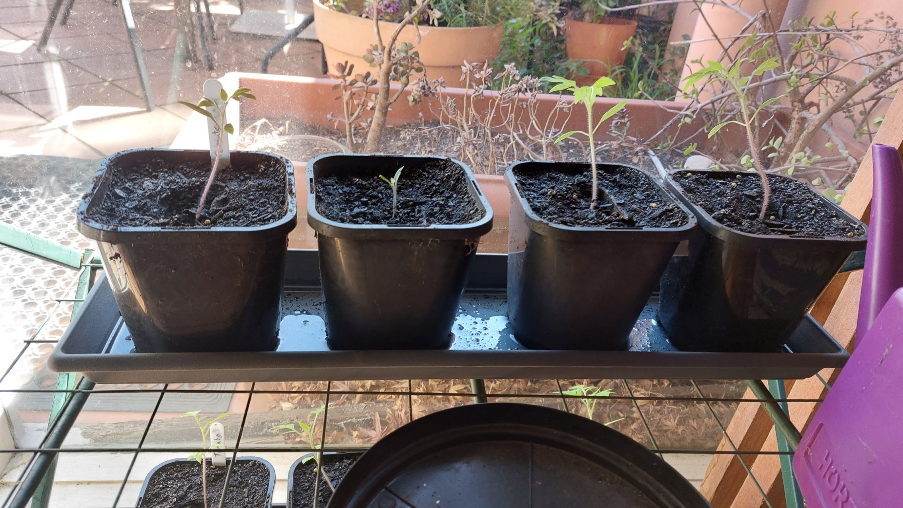 Seedlings on the second middle shelf