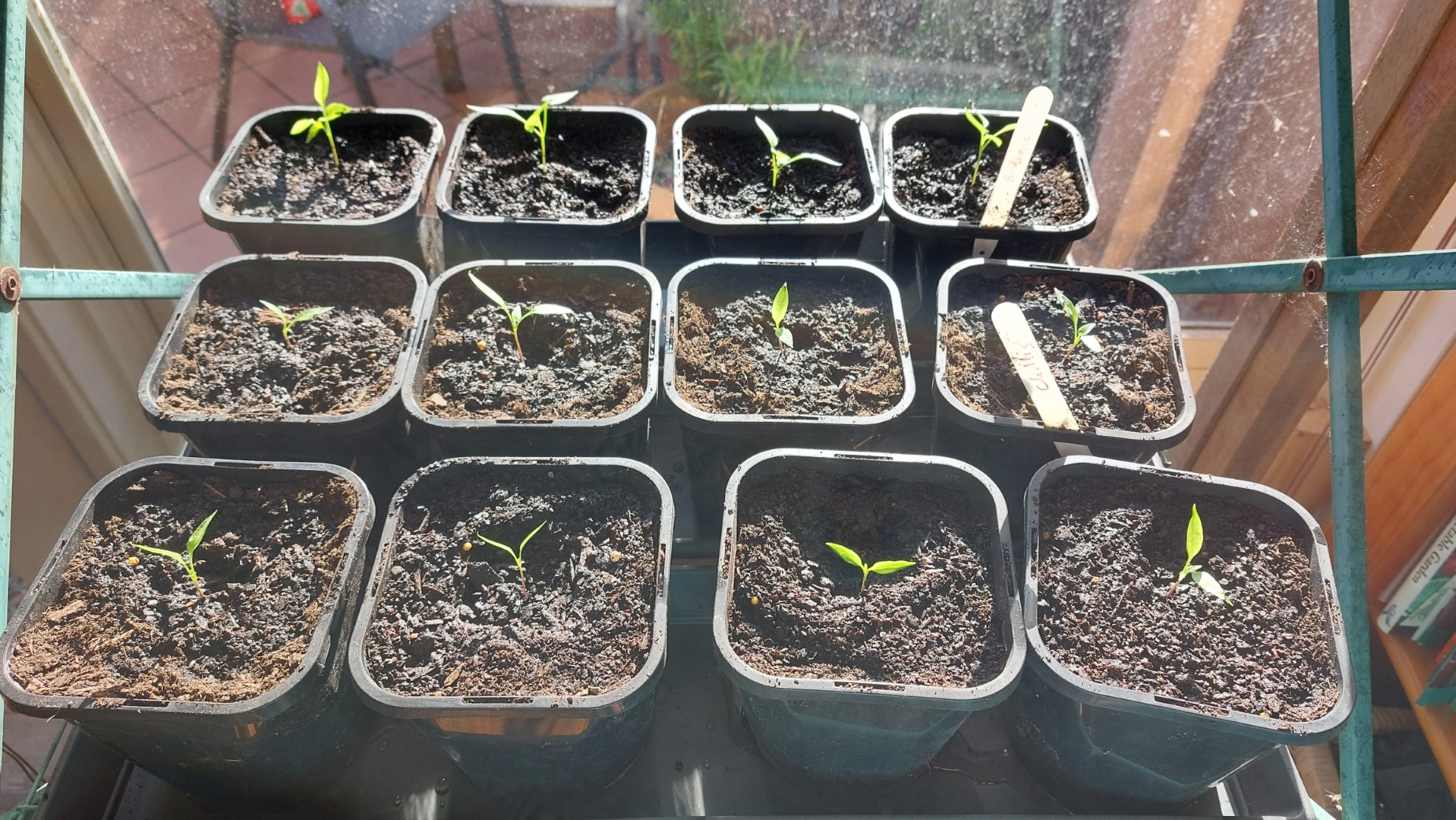 Replanted top level (Birds's Eye Chillies)