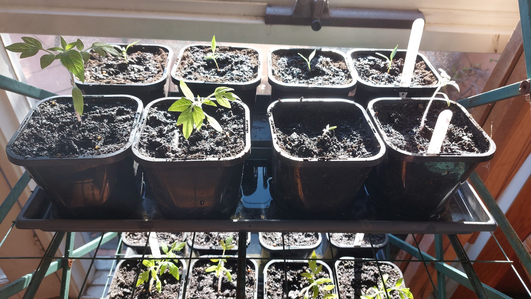 Replanted next level (Bird's Eye Chillies & Tomatoes)