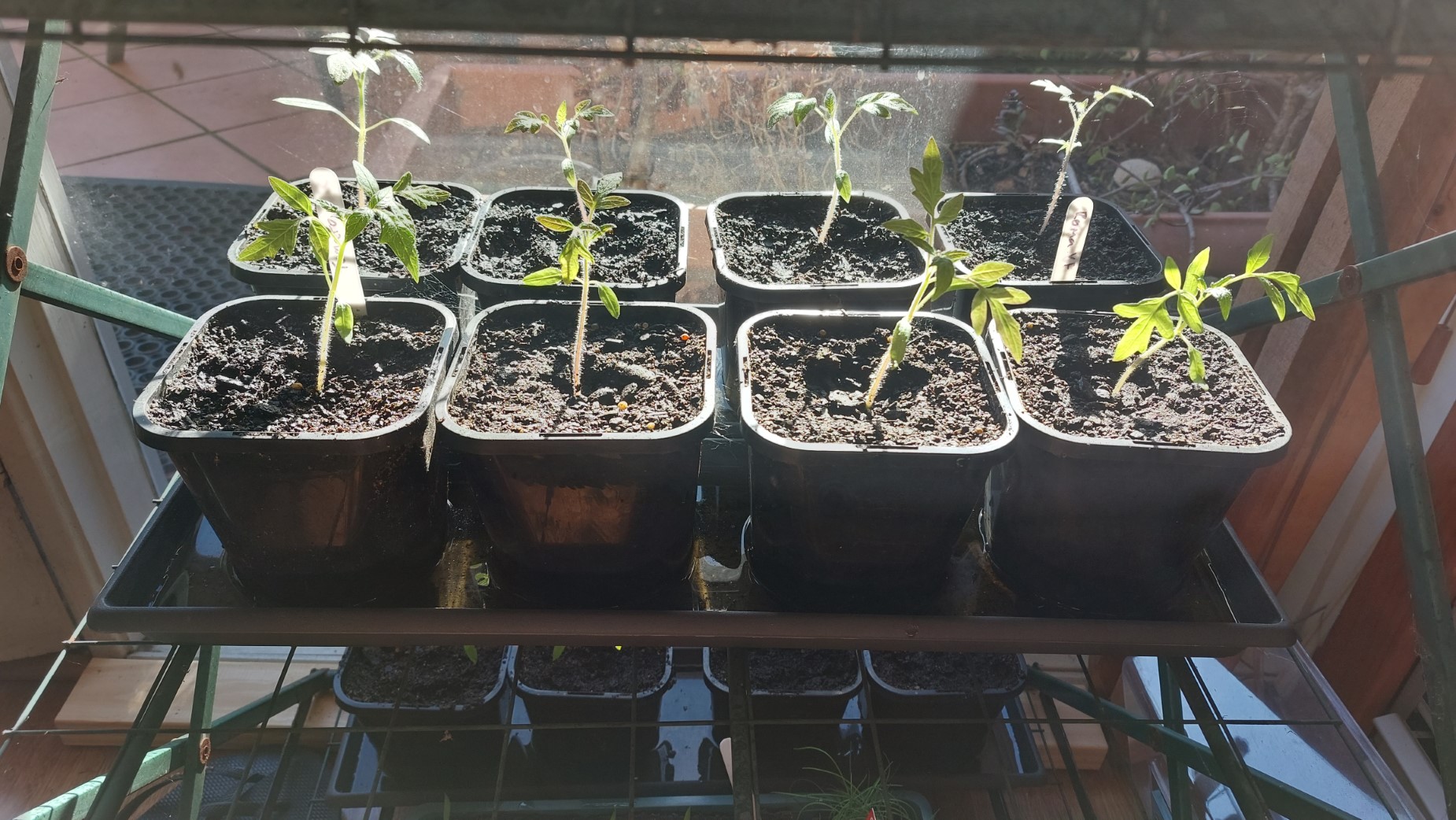 Replanted next level (Tomatoes)