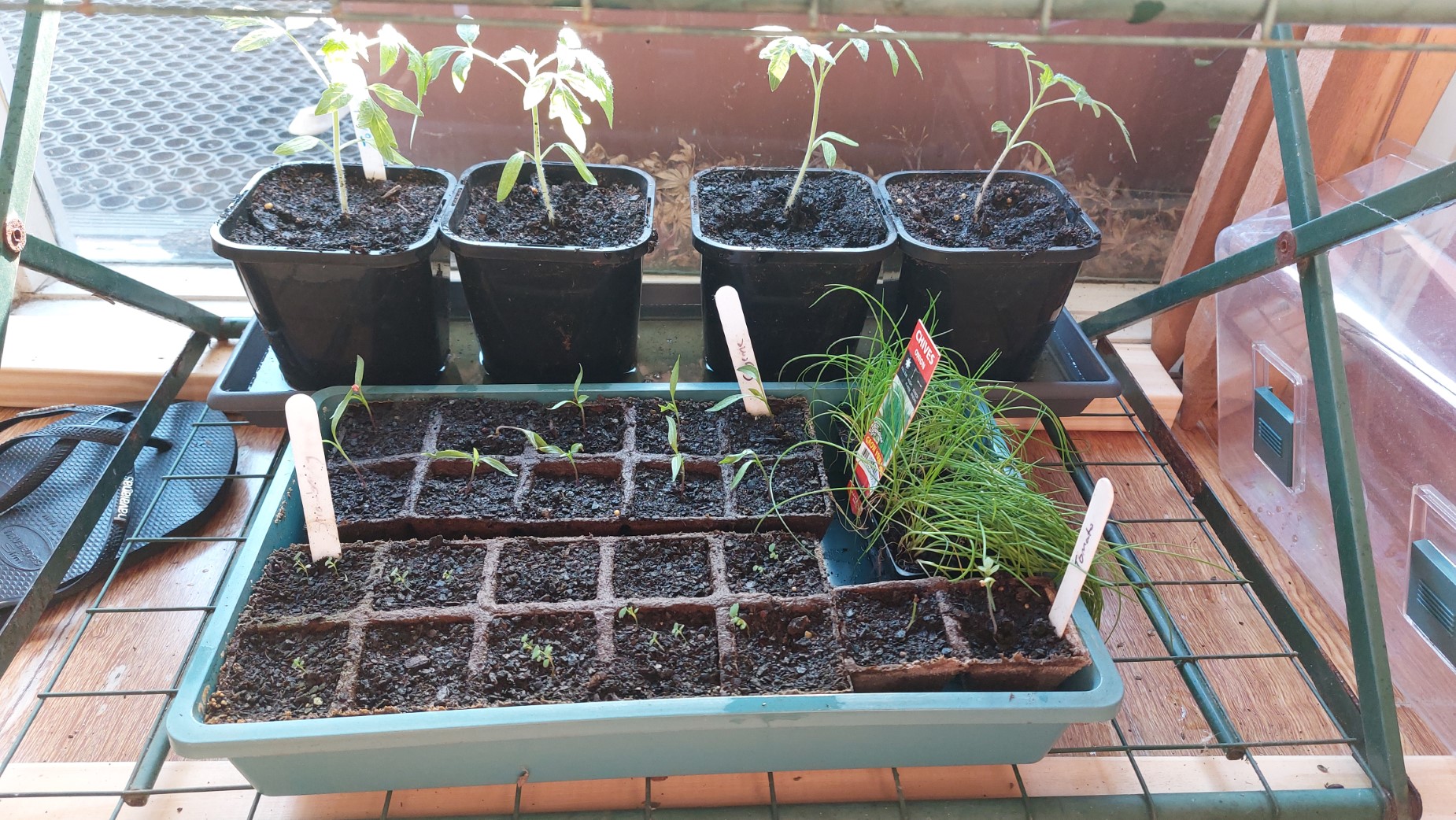 Replanted next level (Tomatoes, Cayenne Chillies, Strawberries)
