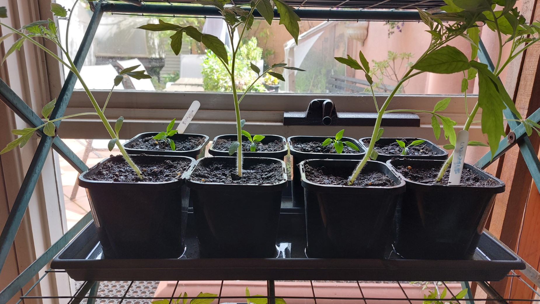 Tomatoes and more chillies