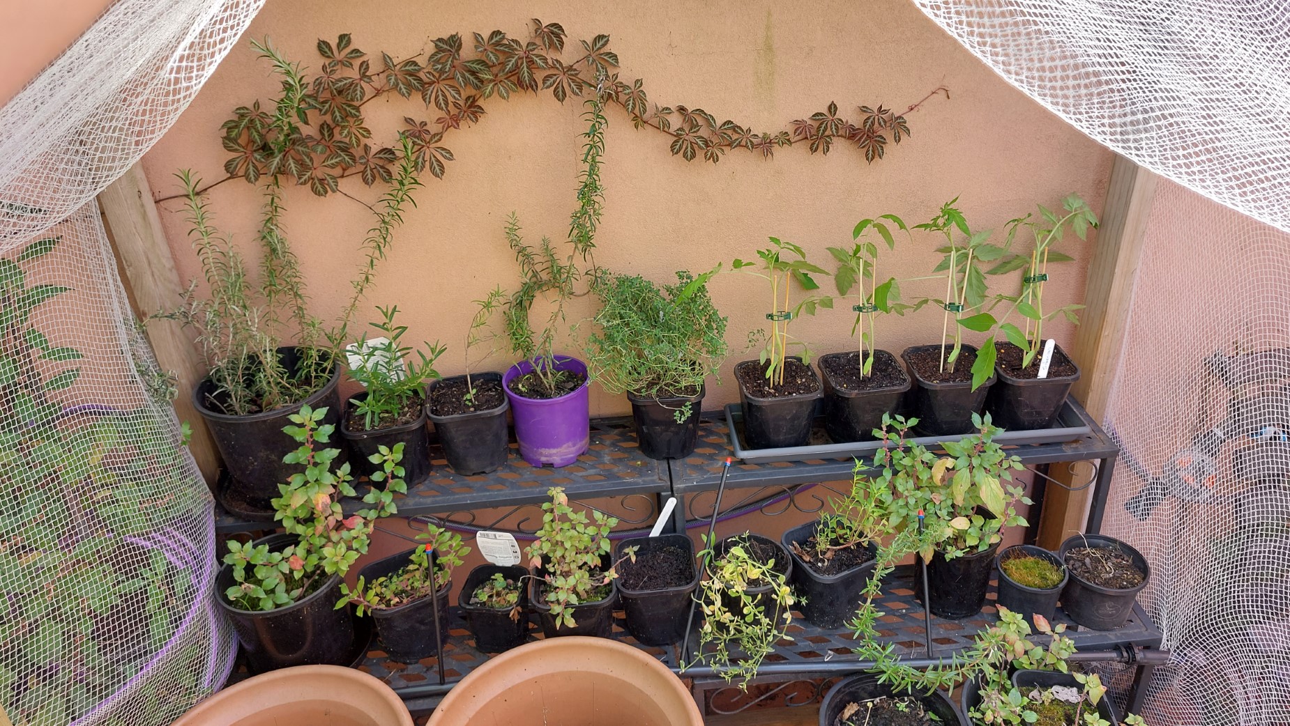 Tomatoes in place outside