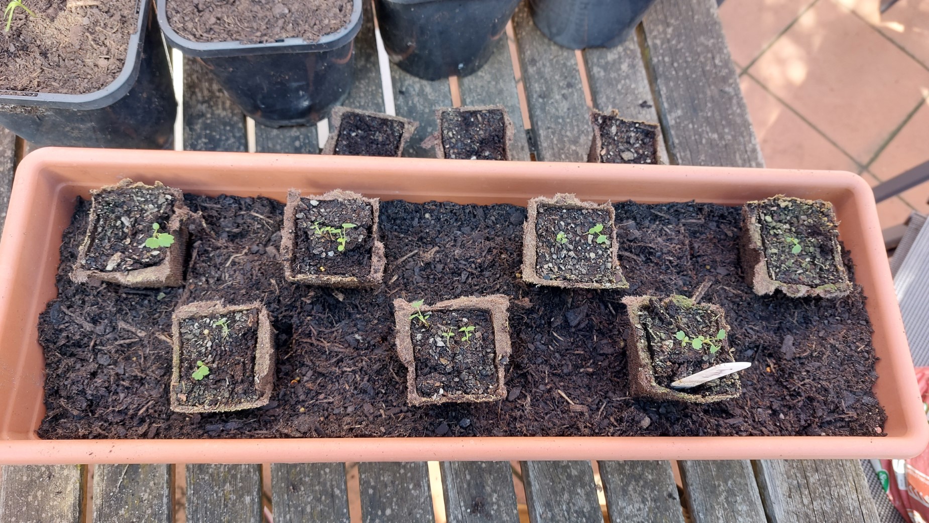 Strawberries laid out in the planter box