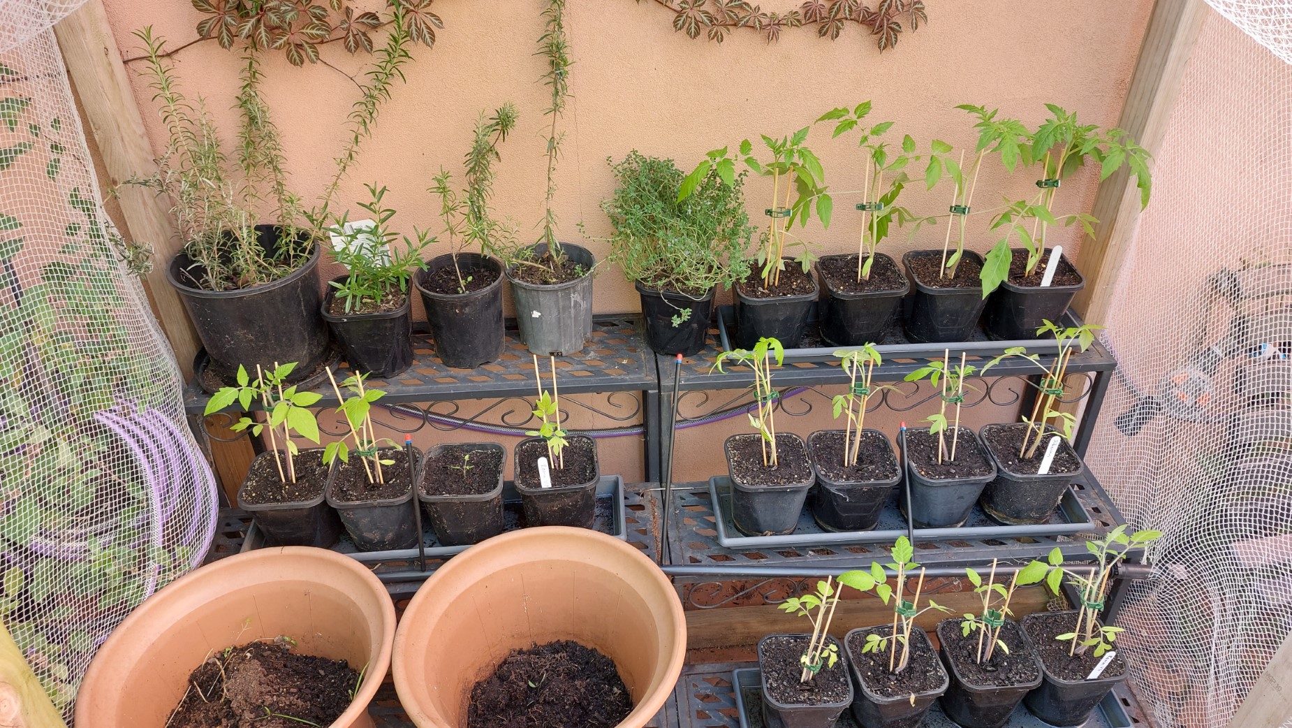 All the tomatoes moved outside