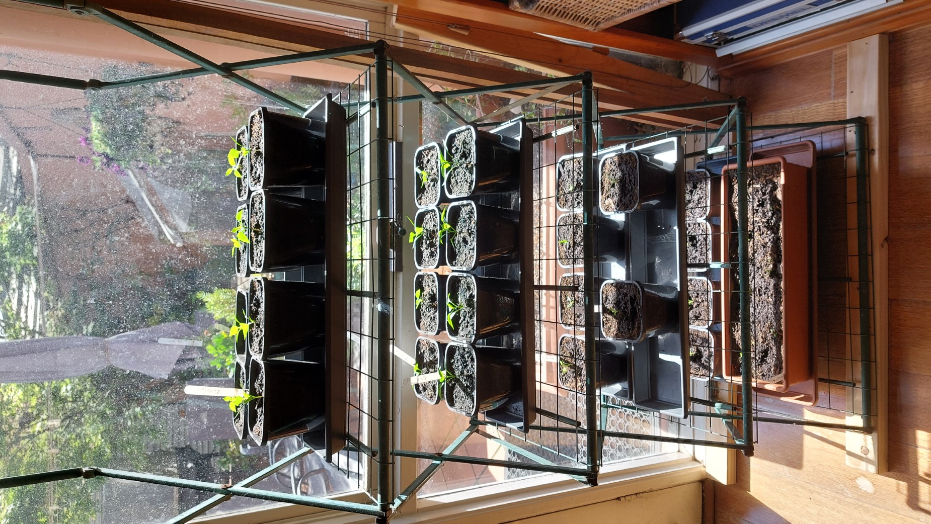 Seed selection