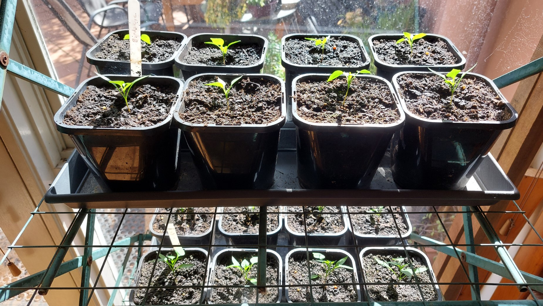 Seed selection