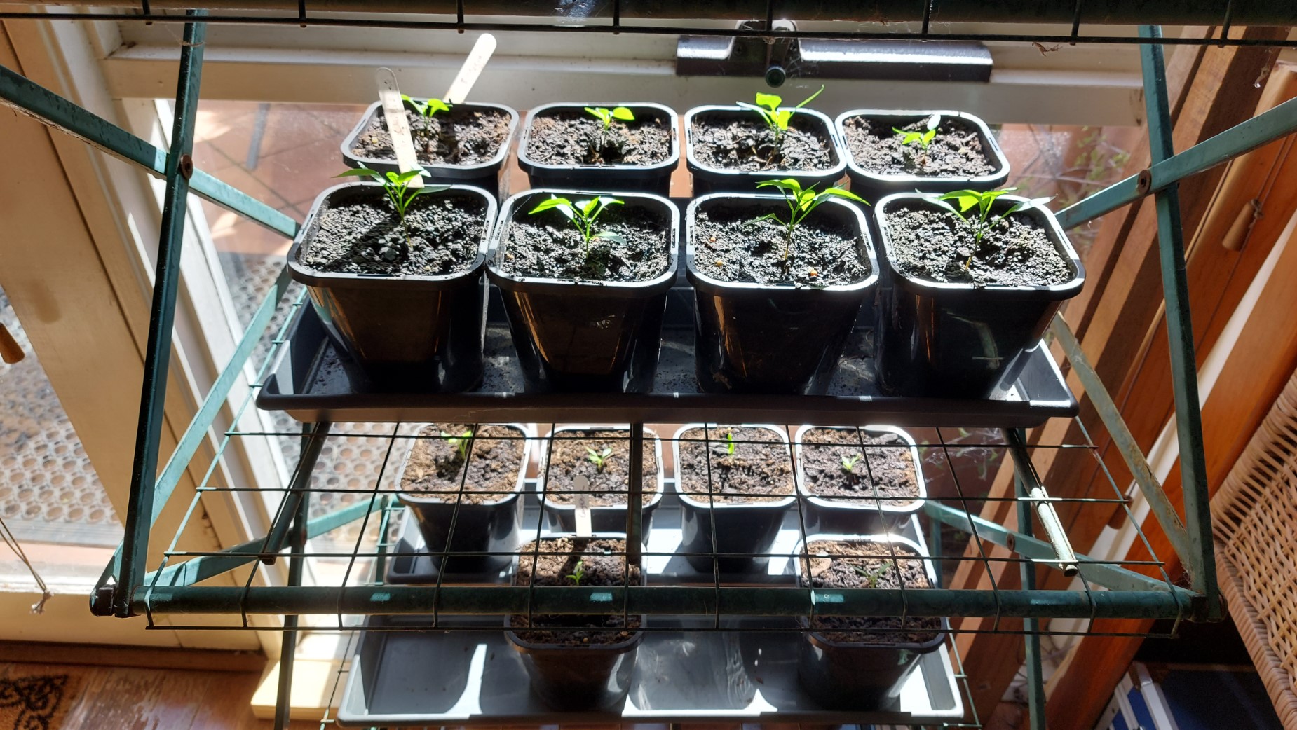 Seed selection