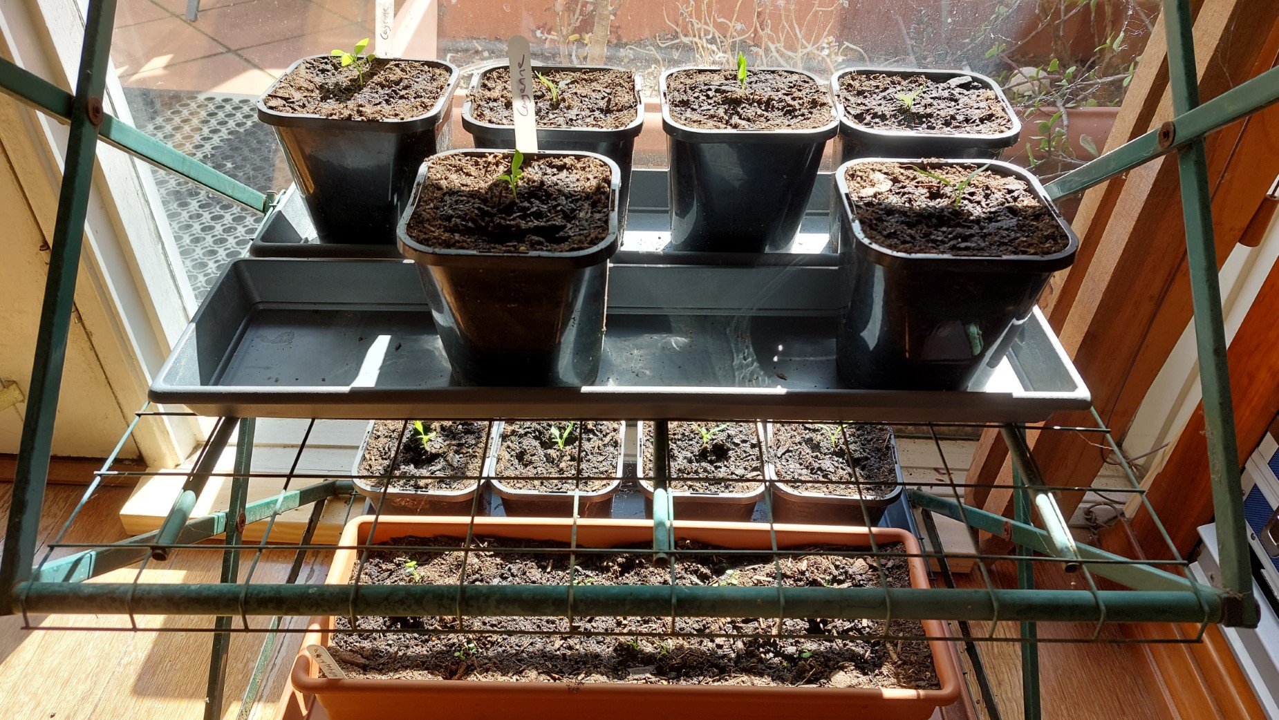 Seed selection