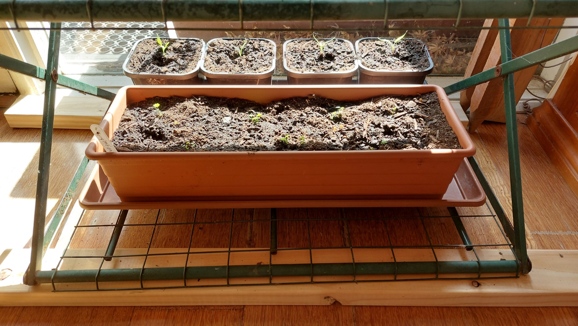 Seed selection