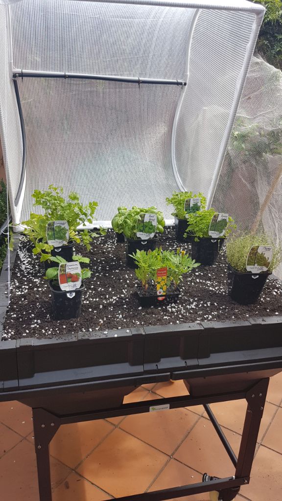 Lining up the plants