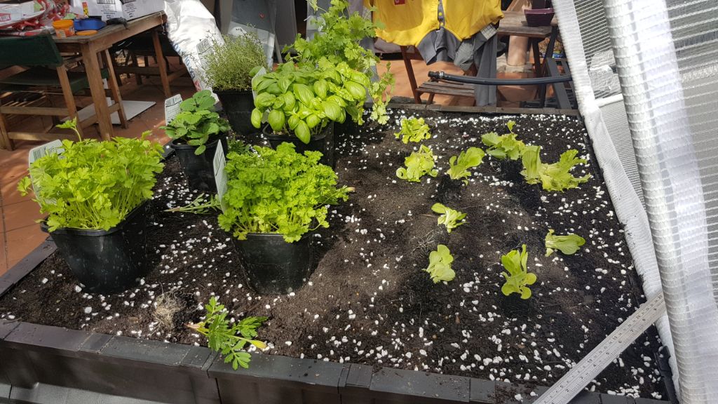 Cos lettuce planted