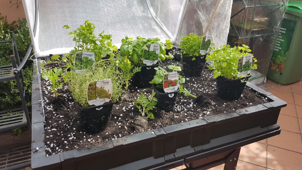 Marigolds separated out