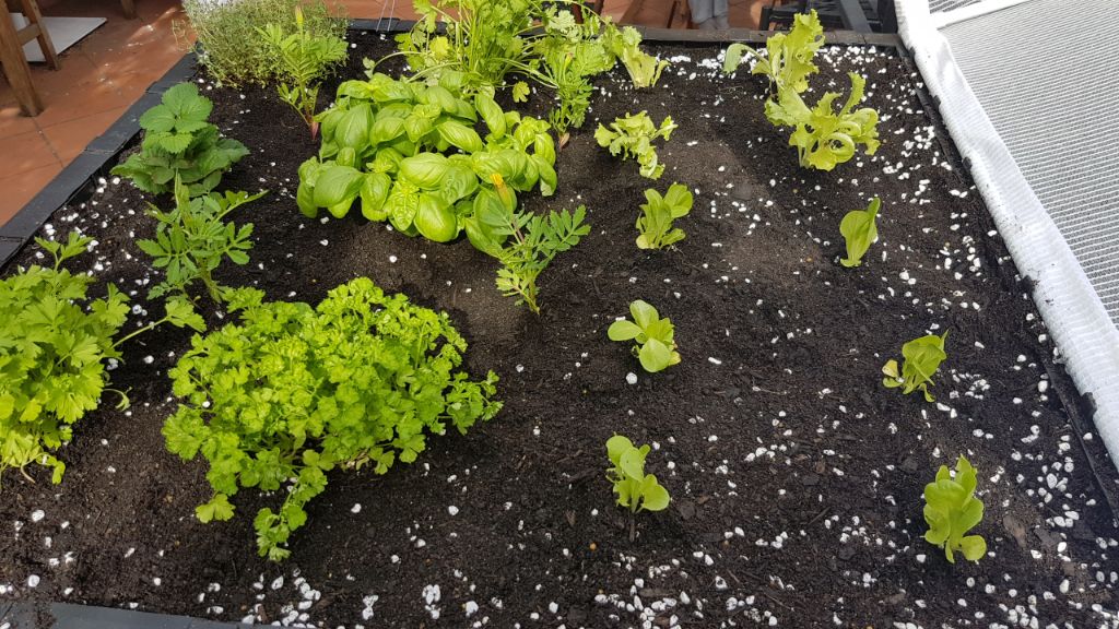Herbs in the front, lettuce in the back