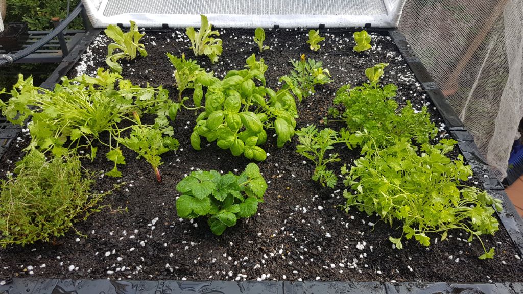 Vegepod all planted up!