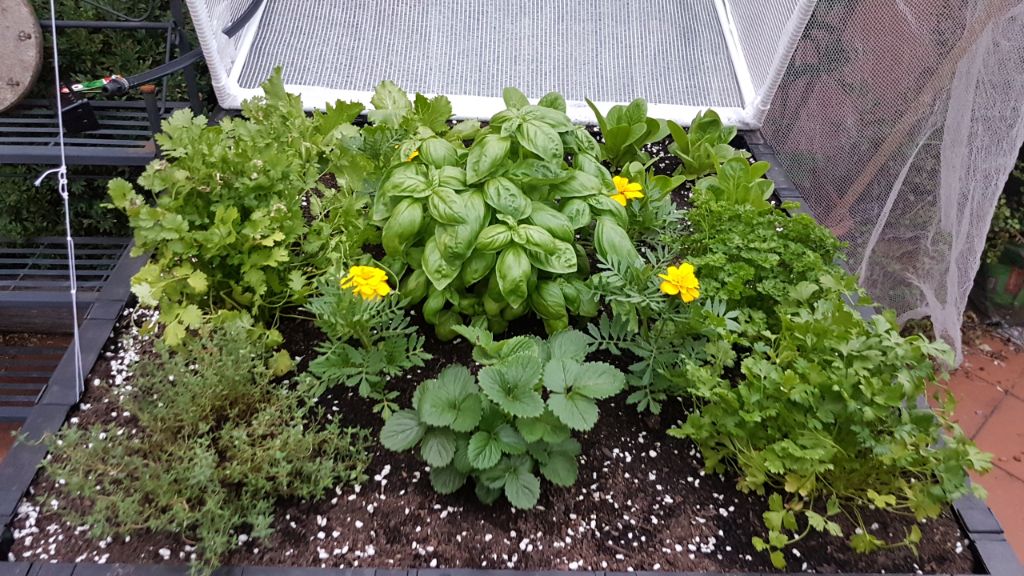 Vegepod 10 day progress