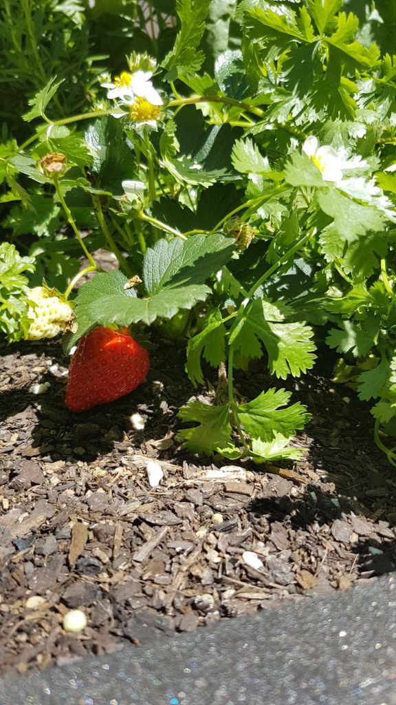 Sneaky strawberry!